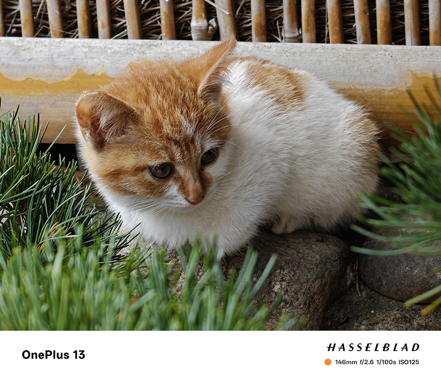 A ginger cat resting outdoors, demonstrating the OnePlus 13’s detailed texture rendering and depth of field.