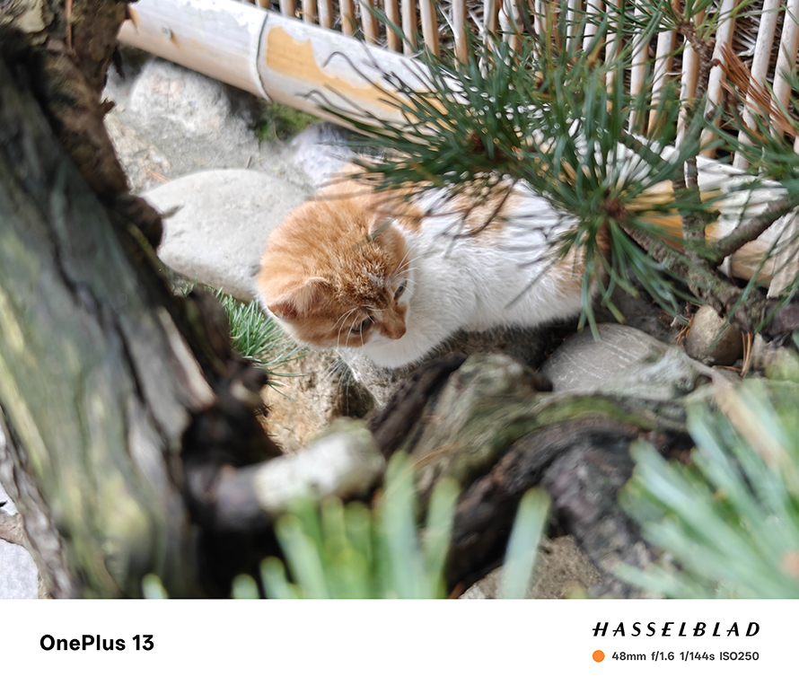 Another shot of the ginger cat amidst greenery, showcasing the OnePlus 13’s close-up focus capabilities.