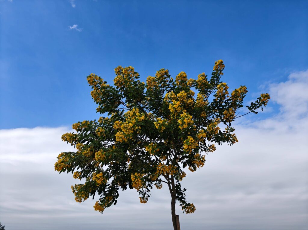 A tree with vibrant yellow flowers photographed using the OPPO Find X8 Pro, illustrating its camera’s ability to capture natural colors and details.