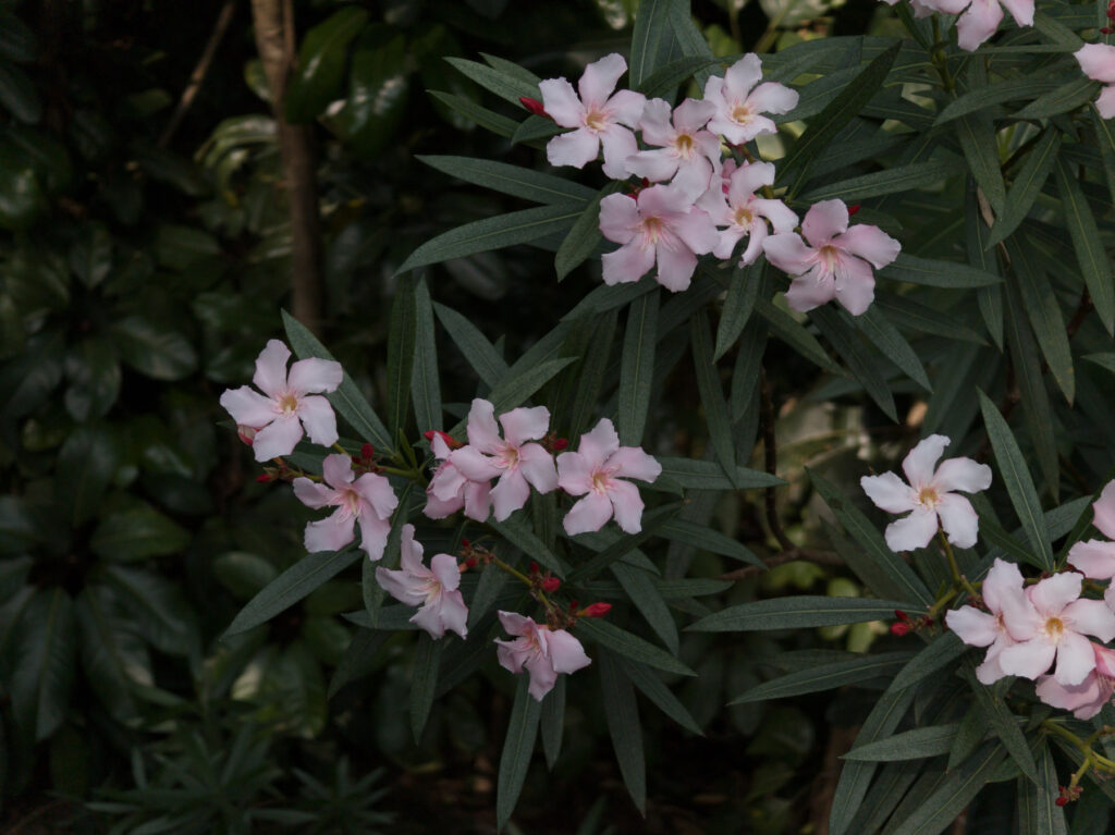 Close-up of blooming pink flowers on a green leafy background, highlighting vivid color reproduction.